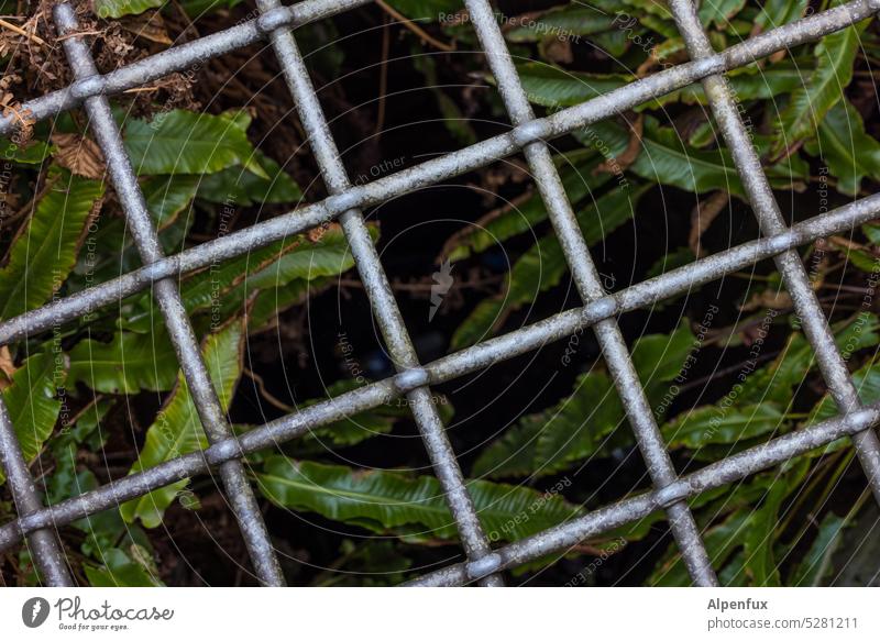 MainFux | Imprisoned Fern Fern leaf Plant Green Grating lattice bars Captured Nature Colour photo Leaf Foliage plant imprisoned imprisonment Exterior shot