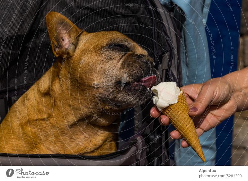 MainFux | Connoisseur Dog eat ice cream Animal Ice cream Summer Cold Nutrition Colour photo cute Dessert Dog food Food Delicious Refreshment Frozen