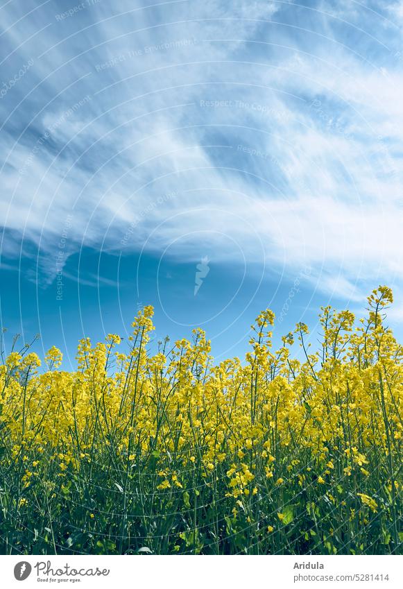 Rape field in bloom with veil clouds No. 1 Canola Canola field blossoms flowers Oilseed rape oil Energy forage plant biofuel Spring May Oilseed rape flower