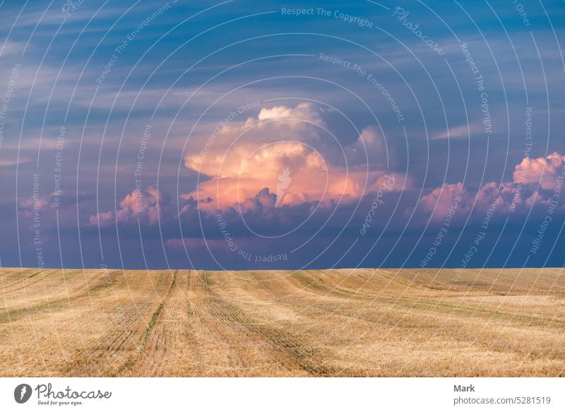 Stubble wheat field after the harvest with stormy blue and purple cloudy skies, Hungary stubble farmland farming agriculture growth landscape cereal rye nature