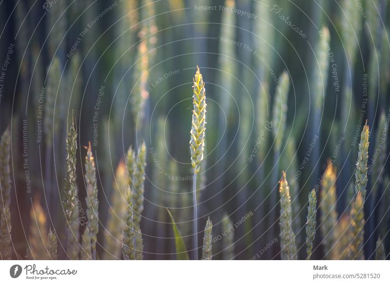 Ripe wheat field. Ears of wheat on the farmfield in the summer. agriculture ears ripe cereal food harvest nature bread plant crop stem rye growth sunset barley