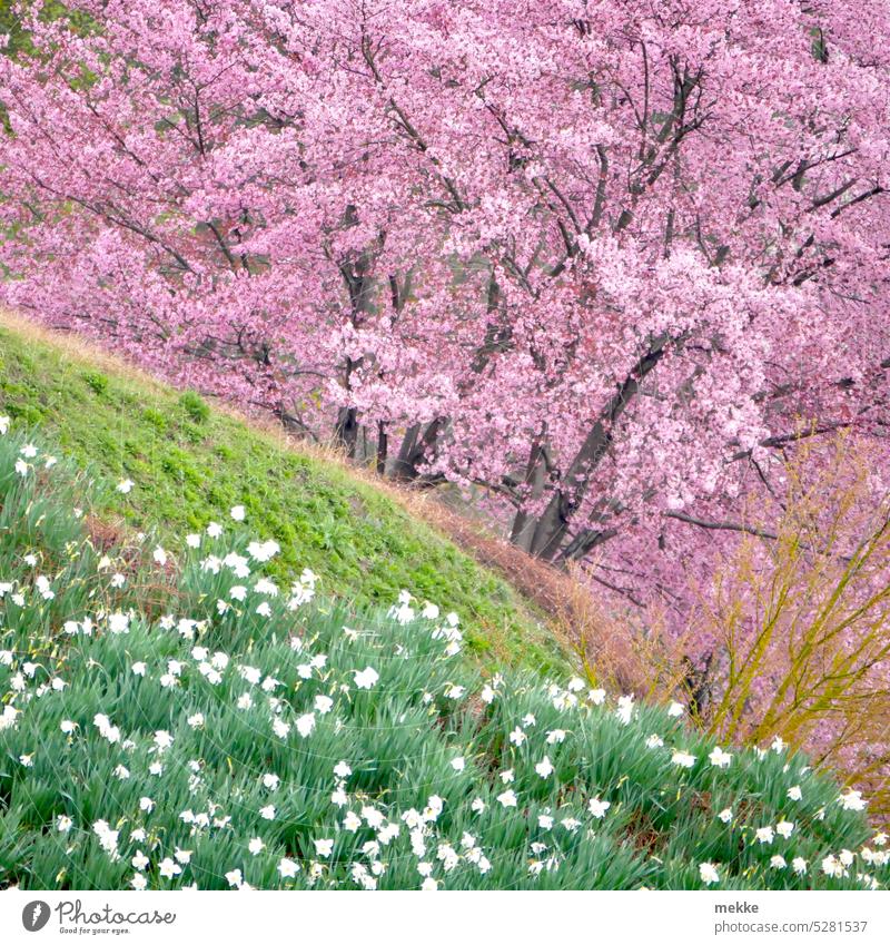 spring color explosion Spring Meadow Flower Grass Flower meadow Blossom Blossoming Green Meadow flower Environment flowers Garden Park garden show Cherry