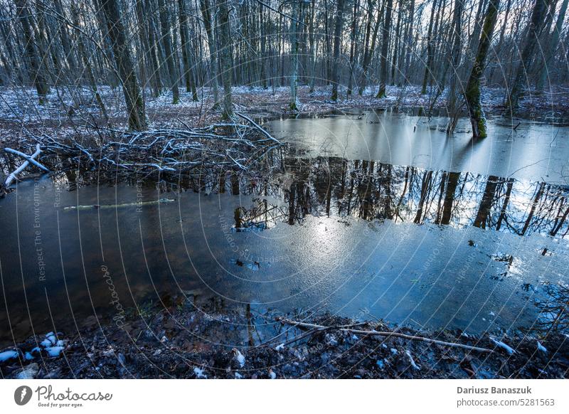 Ice in the water in a wet snowy forest ice winter nature outdoor tree cold frost season white landscape frozen wood day weather scene woodland lake environment