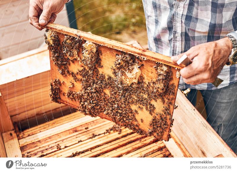 Beekeeper working in apiary. Drawing out the honeycomb from the hive with bees on honeycomb. Harvest time in apiary honeybee beekeeper apiculture beekeeping