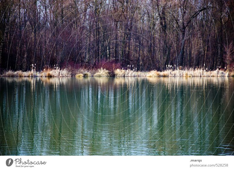 At the lake Trip Nature Landscape Autumn Forest Lakeside Simple Cold Beautiful Gloomy Moody Esthetic Colour photo Subdued colour Exterior shot