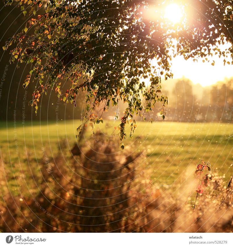 October sun Environment Nature Landscape Autumn Beautiful weather Wind Tree Bushes Relaxation Vacation & Travel Horizon Moody Colour photo Exterior shot Evening