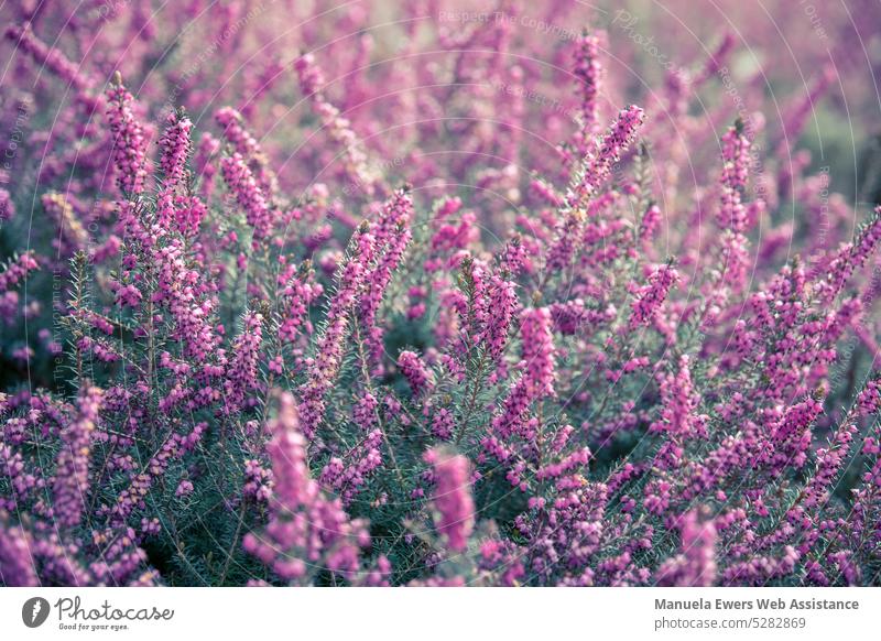 Close up of heather field (heather plant) Erika Lavender Heathland Plant purple Violet lavender similar Lavender field heath landscape pastel Close-up