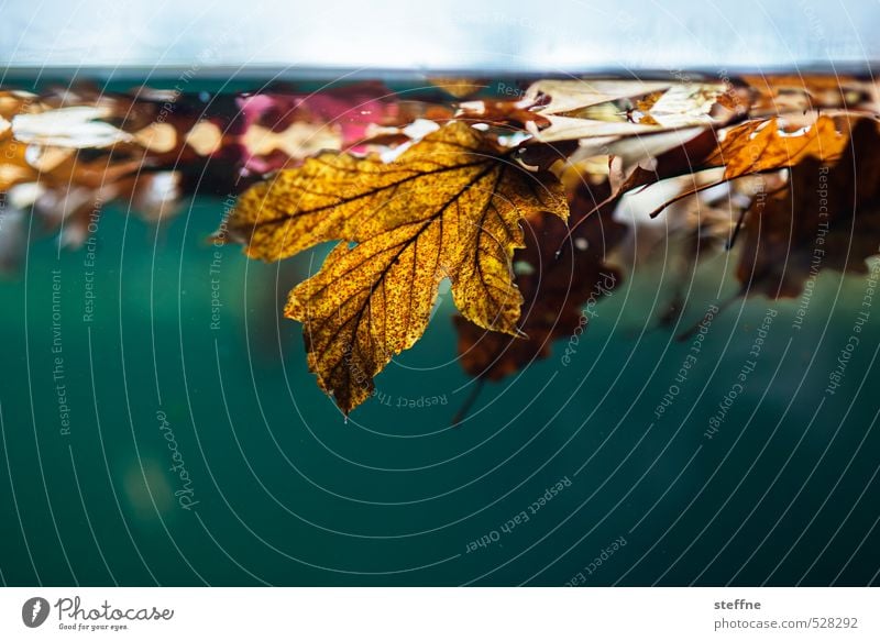 On current occasion Autumn Weather Rain Leaf Beautiful Wet Autumn leaves Autumnal Autumnal colours Autumnal weather Colour photo Underwater photo