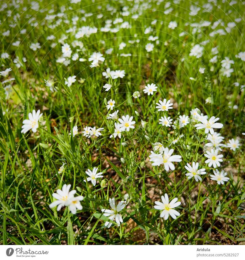 Field horseweed in spring Flower Spring flower Spring flowering plant White Meadow Nature Blossom Green Sun Graceful Delicate Field Hornwort Plant