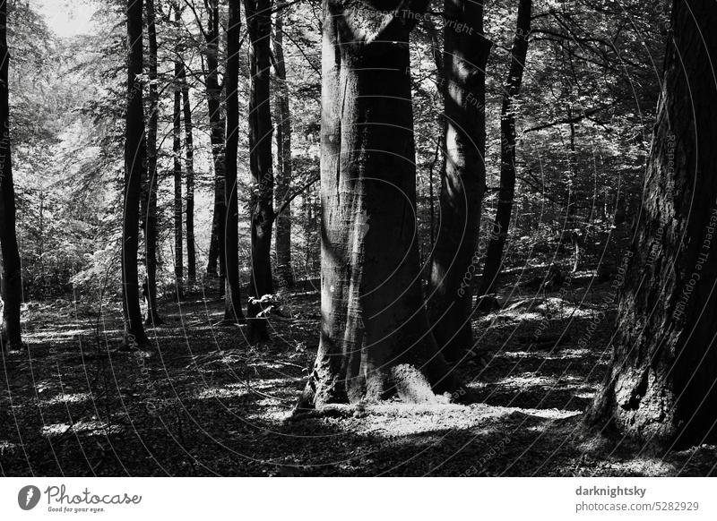 Mixed forest of old and young deciduous trees, primeval forest-like Virgin forest Tree trunk Forest Deciduous forest Nature Relaxation Sauerland Deserted