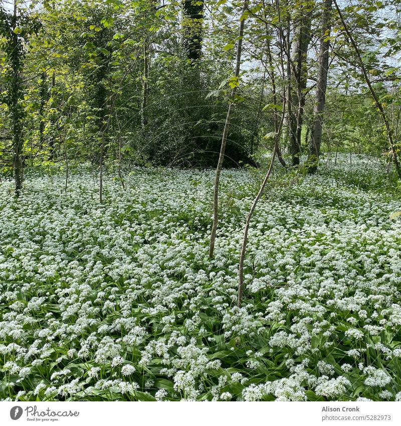 wild garlic in flower forest floor forage foraging woodland wild garlic harvest wild garlic forest food fresh plant green leaved garlic springtime woodland path