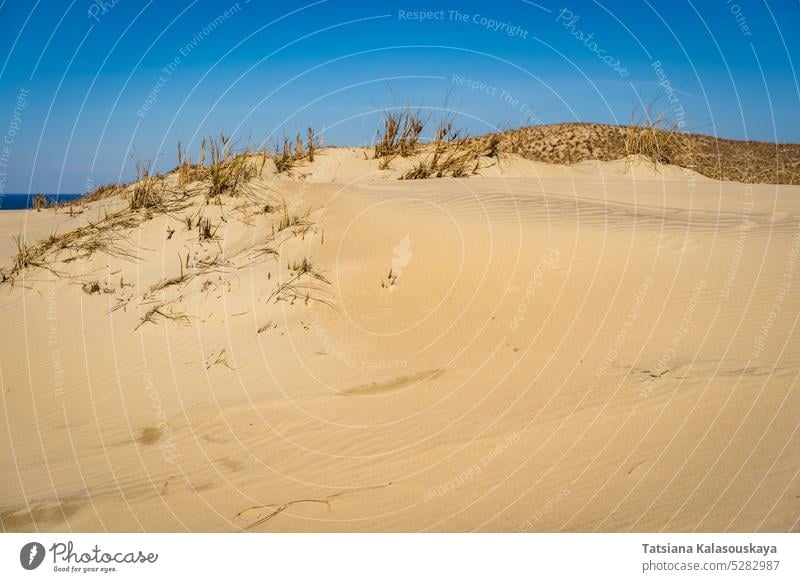 The Gray Dunes, or the Dead Dunes is sandy hills with a bit of green specks at the Lithuanian side of the Curonian Spit Neringa desert wind erosion landscape