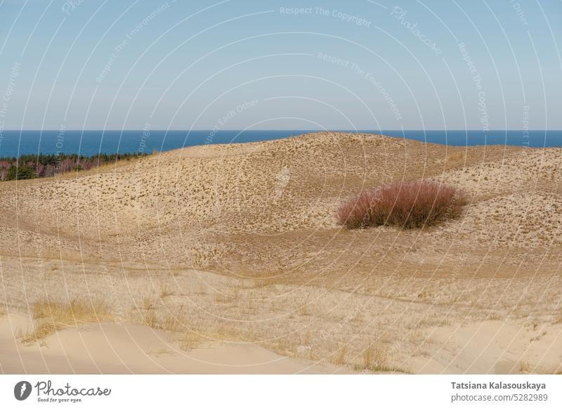 The Gray Dunes, or the Dead Dunes is sandy hills with a bit of green specks at the Lithuanian side of the Curonian Spit Neringa desert wind erosion landscape