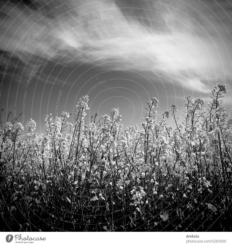 Rape field with veil clouds in b/w Canola Canola field Field Agriculture Landscape Agricultural crop Spring Blossoming Oilseed rape flower Oilseed rape oil