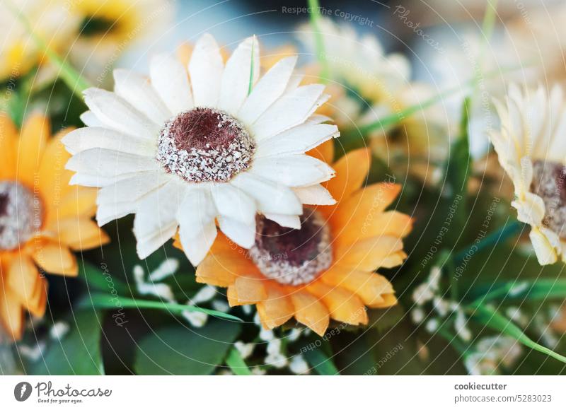 flowers Flower Close-up Plastic Multi Colored Rose Bouquet Backgrounds Bright Portrait Vibrant Color Blue Pattern Yellow China Macro Death Cut Flowers Daisy