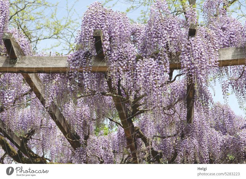 MainFux-UT | Blue rain blossom splendor Flower Blossom blossoming Pérgola Spring Wisteria Wistarie Glycine Fabaceae faboideae Legume creeper inflorescence wax