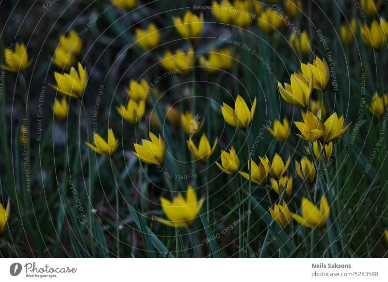 Yellow wild tulips in the park. Spring flowers. Background background beautiful bloom blooming blossom decoration decorative delicate environment floral fresh