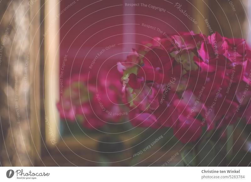 A red hydrangea flower and its reflection Hydrangea Blossom Hydrangea blossom Close-up Mirror gold frame Detail Shallow depth of field Interior shot pretty