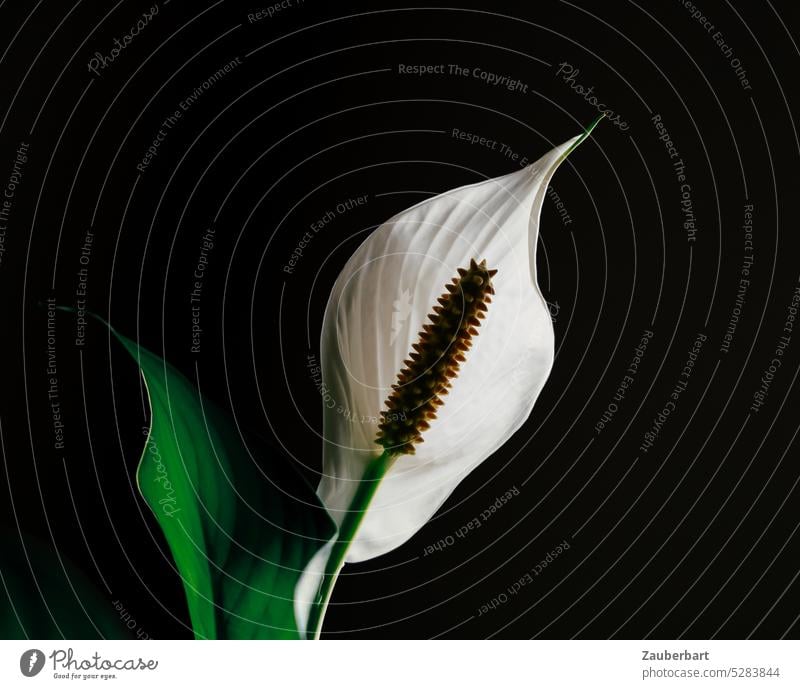 White flower of monocot (Spathiphyllum wallisii) backlit against black background Monocle Peace Lily Leaf vane Blossom Back-light Sculpture Light Plant Flower