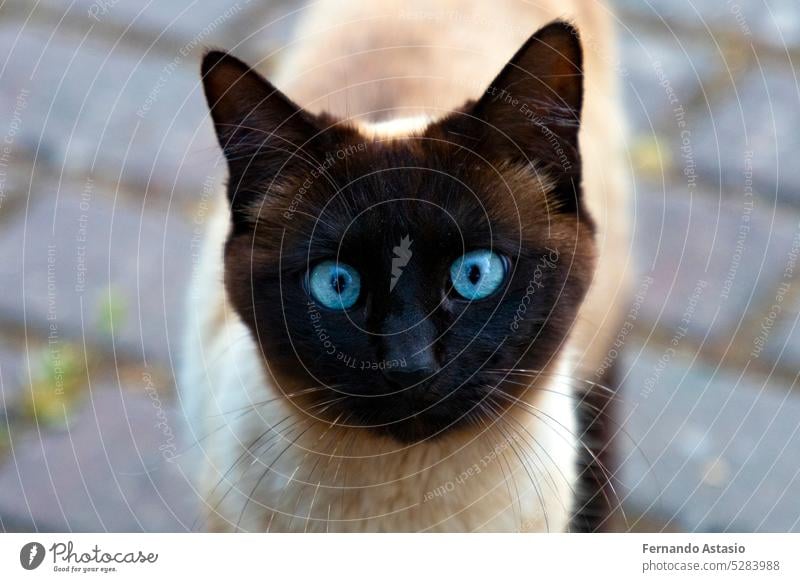 Cat. Stray cat walking through the streets of Madrid. Animal companion. Cat with blue eyes and with black limbs. Very docile pet. Photograph of a cat. domestic