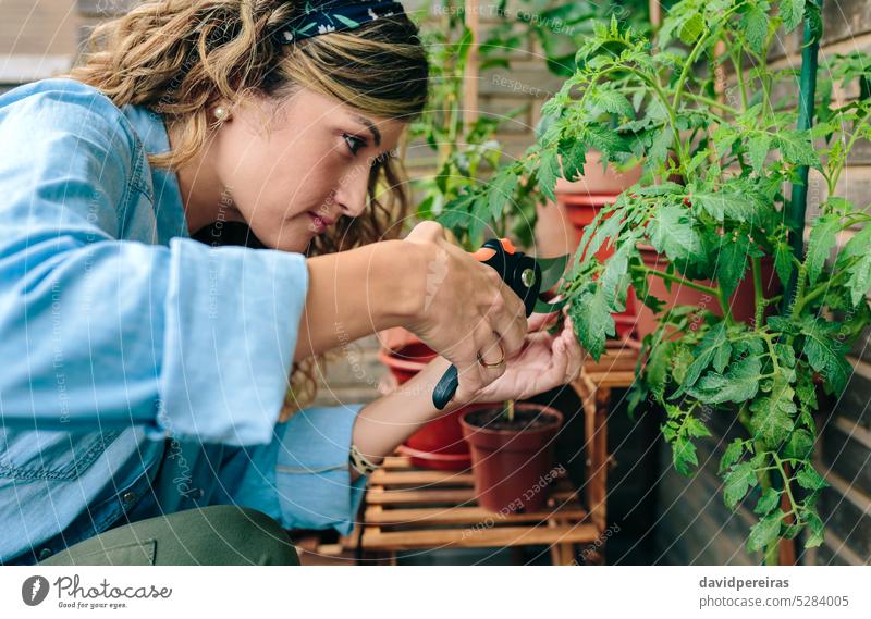 Portrait of woman gardener using pruning shear to trim plant leaves of urban garden on terrace female scissors clipper trimming cutting clipping leaf plants