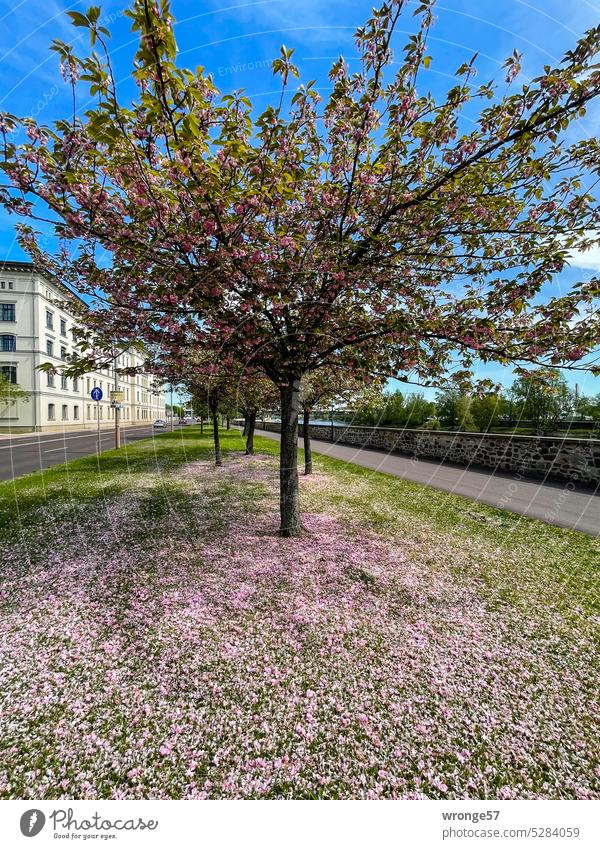 Cherry Blossom Festival Cherry blossom High point fade Hanami Japanese flower cherry Japanese ornamental cherry Spring Pink Tree Blossoming Ornamental cherry