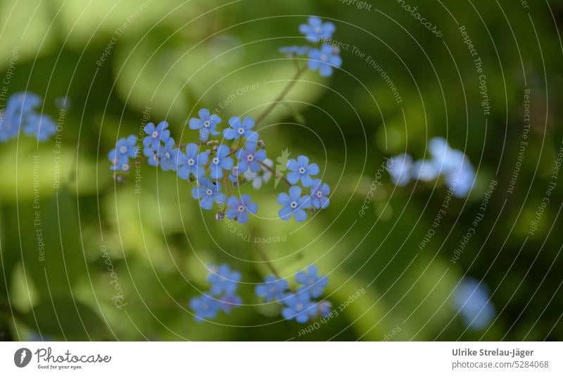 Caucasus forget-me-not with floating blue flowers | spring awakening blossoms Blue light blue Green Bright green Spring Delicate delicate blossoms Blossoming