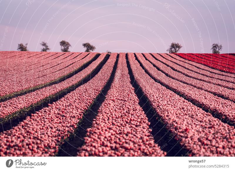 Tulips as far as the eye can see tulips spring Spring Blossom Flower Blossoming Tulip blossom Spring fever Tulip field Tulip fields Agriculture Tulip time