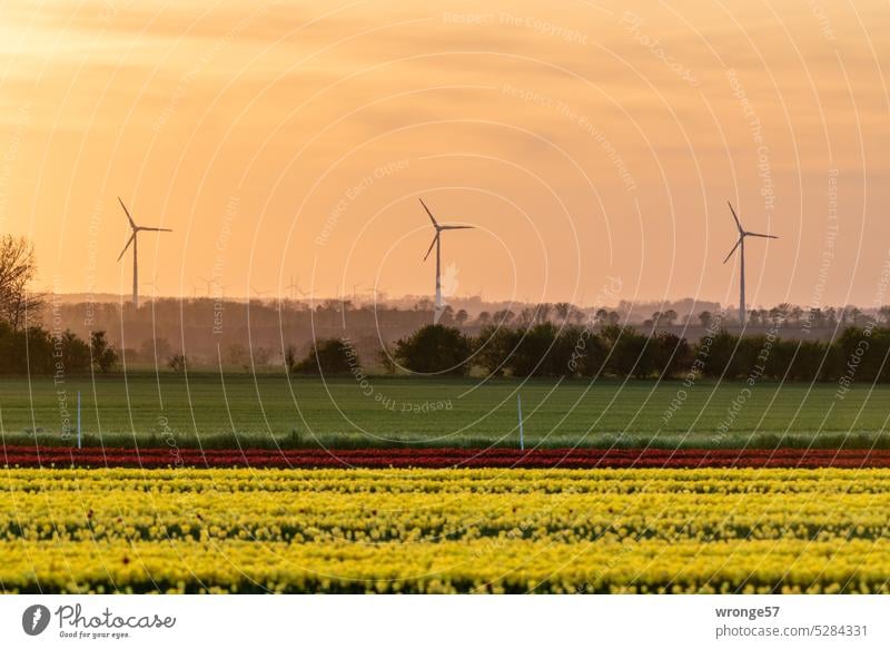 Evening sky over the tulip fields Tulip fields tulips Agriculture Dusk evening sky Horizon Sky Warm light Sunset Twilight Wind turbines background windmills