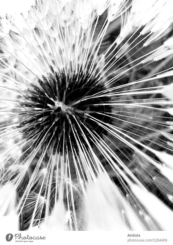 Dandelion in b/w Sámen Plant Macro (Extreme close-up) Nature Detail dandelion Spring Wild plant Delicate White Rich in contrast