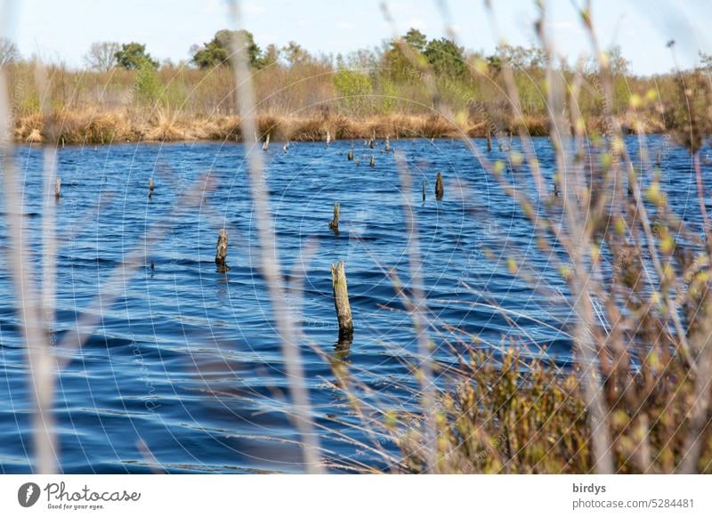 moor lake Moor lake Lake Water ausgetorft recultivated nature conservation Nature reserve Landscape Bog breeding area Marsh