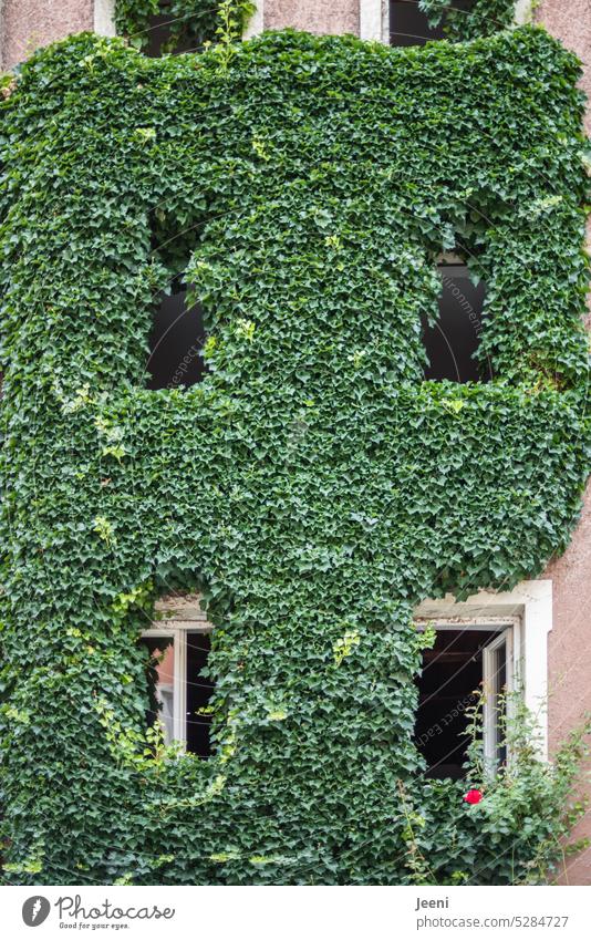 Sleeping Beauty lives here House (Residential Structure) overgrown pink Green Nature Plant Tower Window Building Old Castle Wall (building) Facade green thorns