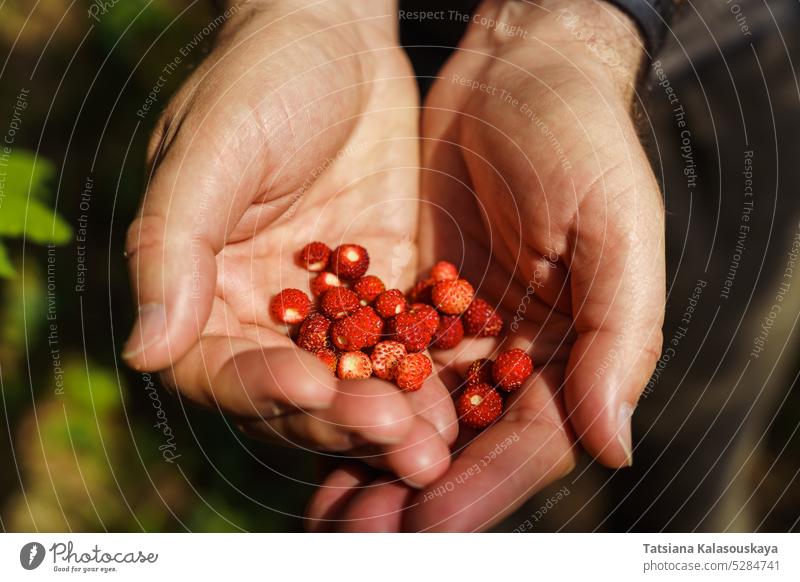 Men's hands hold freshly picked ripe wild strawberries. Fragaria vesca, commonly called the wild strawberry, woodland strawberry, Alpine strawberry, Carpathian strawberry or European strawberry