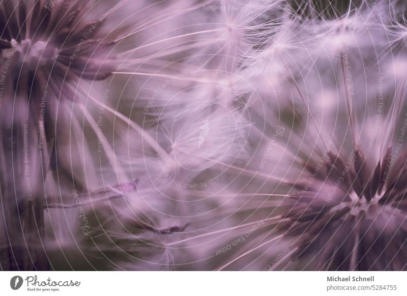 Two dandelions intertwined Dandelion bunting puff flowers Dandelion umbrella achenes Paraglider Plant Macro (Extreme close-up) Sámen Shallow depth of field