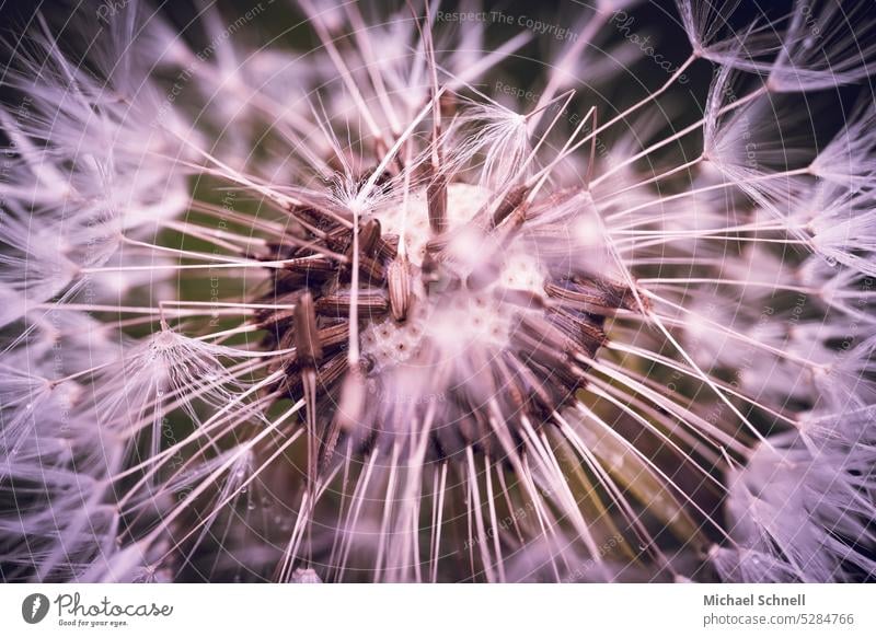 dandelion Dandelion bunting puff flowers Dandelion umbrella achenes Paraglider Plant Macro (Extreme close-up) Sámen Shallow depth of field Detail Delicate Easy