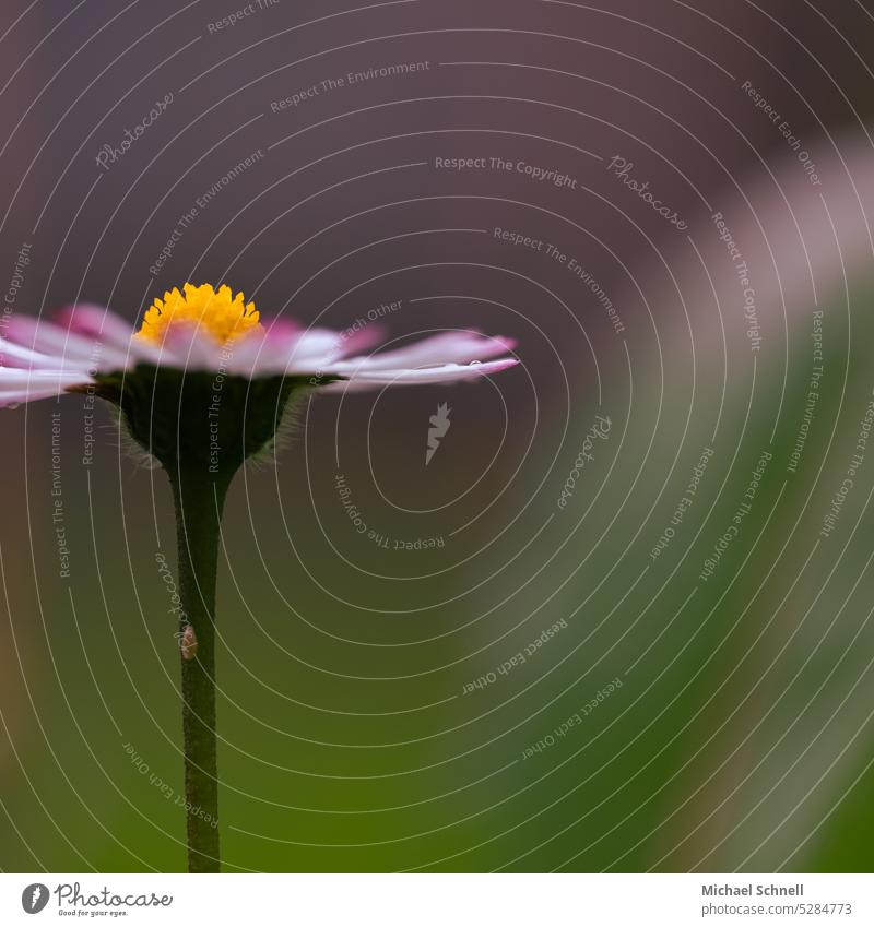 gaenseBluemchen Daisy Spring Flower Meadow Green Macro (Extreme close-up) flower petals Blossom Close-up Love Nature White Blossoming