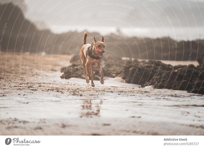 Active dog running on sandy seashore in sunlight podenco andaluz ocean beach play active animal pet tongue out canine purebred activity playful motion energy