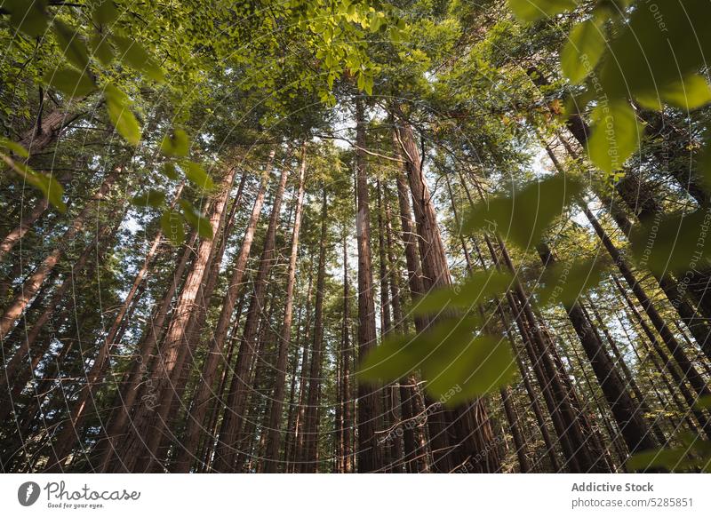 Tall trees growing in forest nature trunk plant blue sky tall flora foliage woods green spain asturias growth leaf environment vegetate sun sunlight woodland