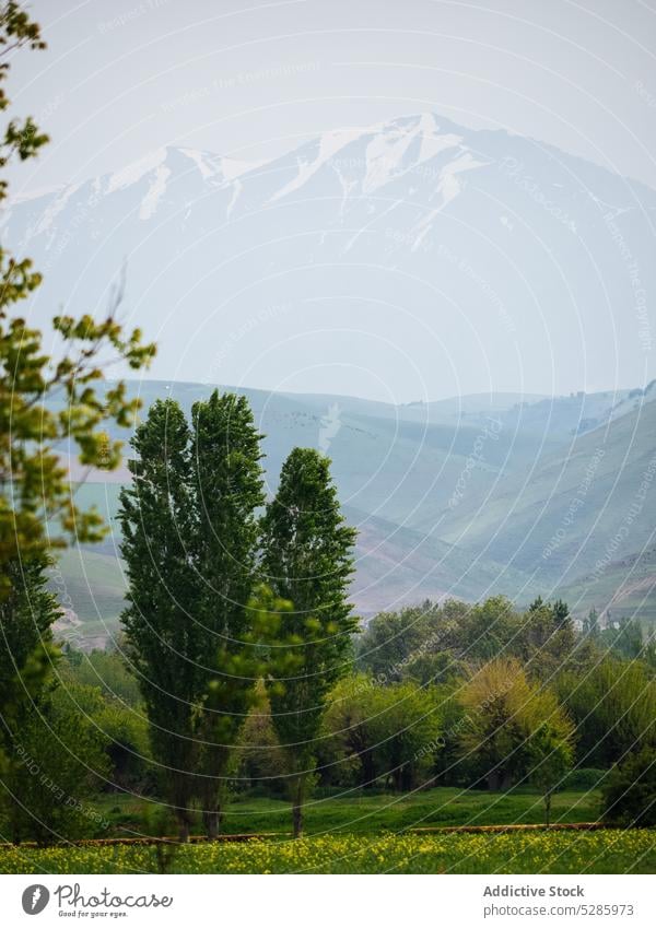 Coniferous trees in mountainous valley coniferous nature meadow landscape environment highland countryside forest picturesque vegetate scenery ridge ecology