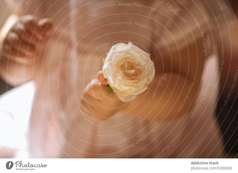 Crop baby with blooming rose show flower girl kid child nature leaf dress blossom demonstrate fresh flora pink childhood little plant adorable cute innocent