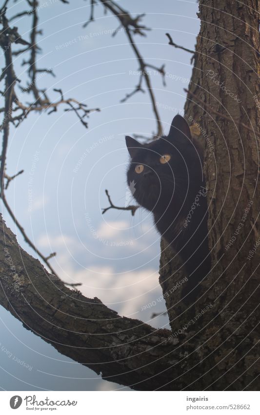 observation posts Nature Sky Clouds Autumn Winter Plant Tree Twigs and branches Treetop Tree bark Animal Pet Cat 1 Observe Crouch Listening Looking Sit Wait