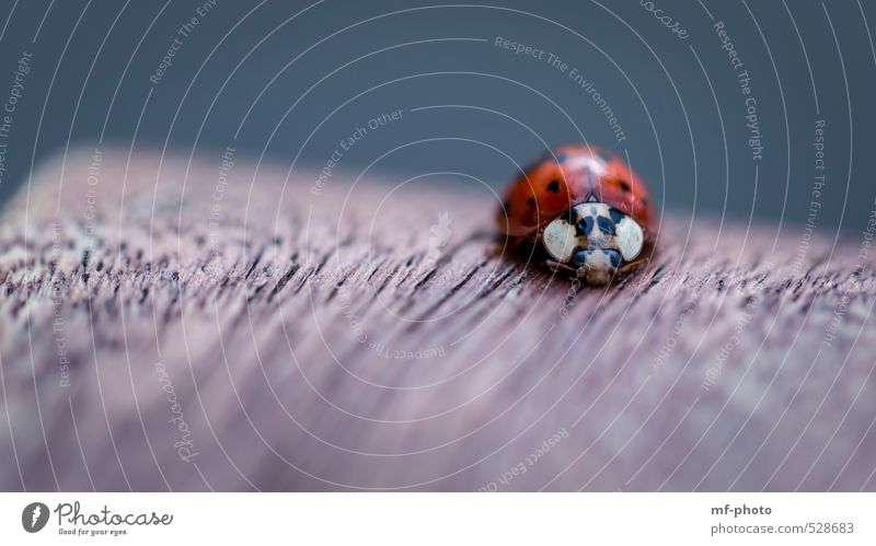 ladybugs Animal Beetle Ladybird 1 Brown Red Black Colour photo Macro (Extreme close-up) Deserted Blur Long shot