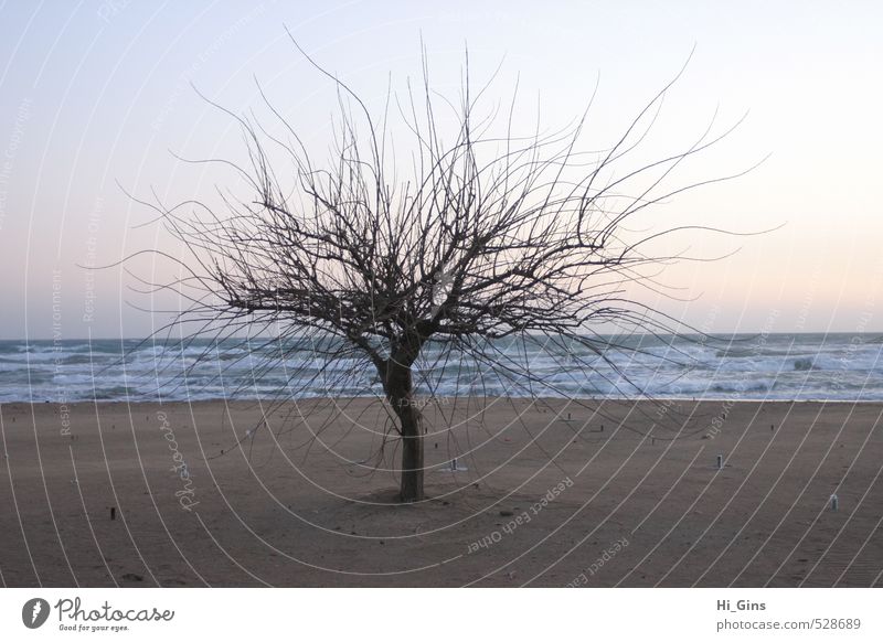 Tree by the sea Nature Plant Sand Water Cloudless sky Sunrise Sunset Beautiful weather Coast Beach Bay North Sea Baltic Sea Ocean Island Deserted Loneliness