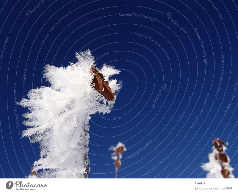 nice to live here (part II) Flower Snowscape Cold Winter Ice Landscape crystal Frost Nature