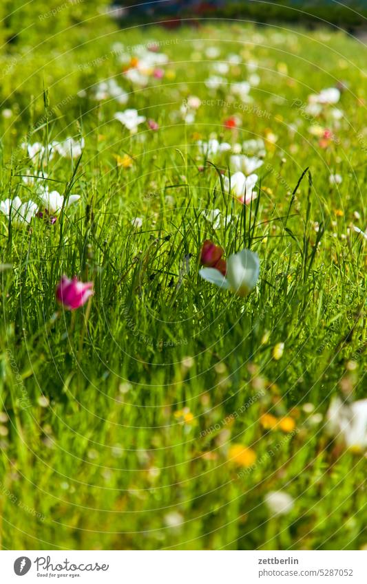 Small piece of meadow Garden Meadow Grass blossom Blossom Spring spring Green Lawn Flower grapevine garden allotment summerhouse pipit Relaxation Nature Growth