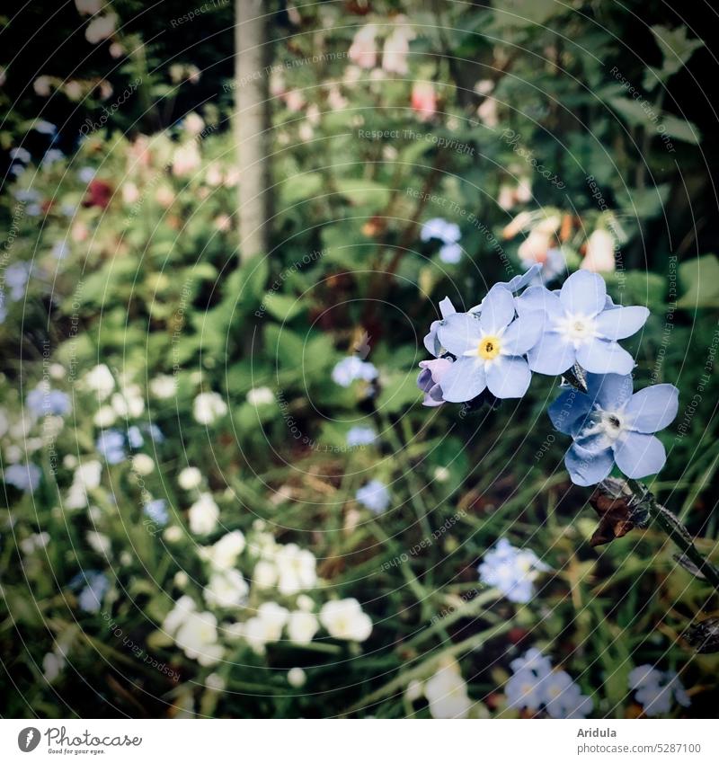 Forget-me-not in spring bed in dark flowers Spring Garden Garden Bed (Horticulture) blossom spring flowers blurriness Blue romantic Cute Delicate Wild wax Dark