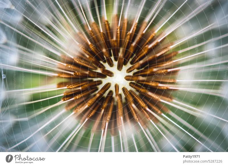 Macro shot of a dandelion with shallow depth of field Dandelion Macro (Extreme close-up) Plant Central perspective Sámen Shallow depth of field Close-up Nature