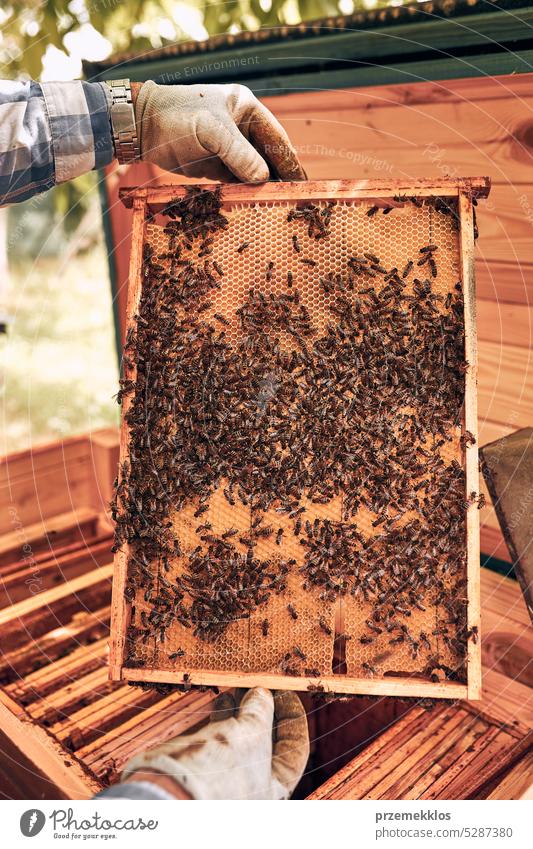 Beekeeper working in apiary. Drawing out the honeycomb from the hive with bees on honeycomb. Harvest time in apiary honeybee beekeeper apiculture beekeeping