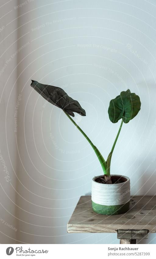 A flower pot on a wooden bench Flowerpot Green Houseplant Pot plant Foliage plant Colour photo Decoration Interior shot Wooden bench Wall (building) White Day