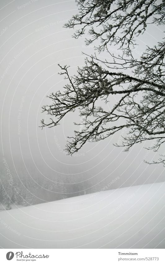 Just like old times. Nature Landscape Plant Winter Bad weather Fog Snow Tree Forest Hill Black Forest Looking Natural Gray White Branch Lichen Spruce forest